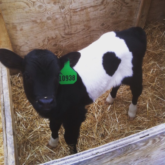 Dairy Dot 10938